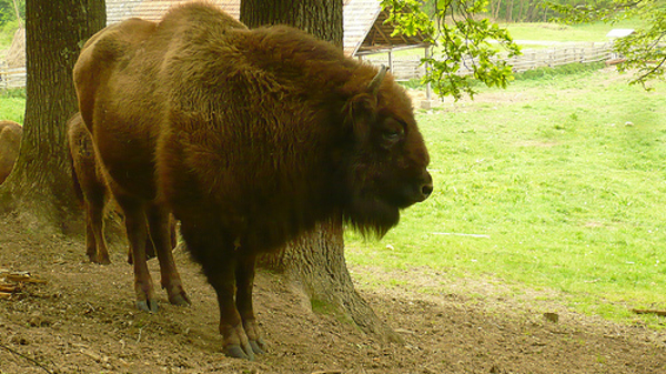 Aurochs Reintroduction Project