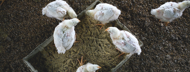 Broiler Chicken Farm - Investment Opportunity in South Africa