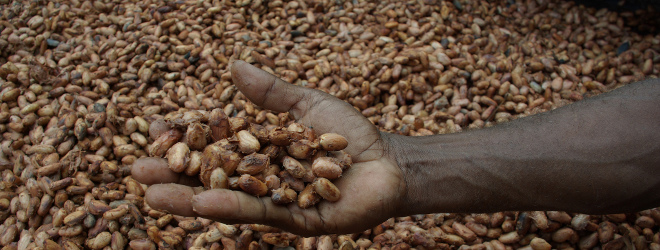 Investment Opportunities in Ghana: Cocoa Farming Project