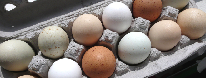 Investment Opportunity in an Egg Packaging Business in Haiti Investment Opportunity in Haiti - Egg Packaging Manufacture
