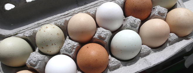 Investment Opportunity in Haiti - Egg Packaging Manufacture