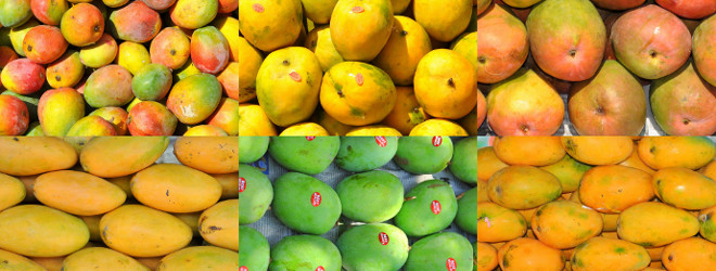 Fresh Fruit and Salad Delivery Business Looking for Equity Partners Fruit Delivery Investment Opportunity in India