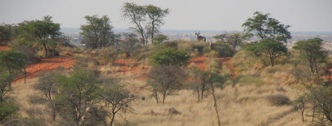 Game Breeding Farm Namibia