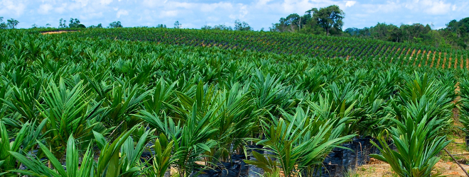 Palm Oil Producer in Ghana Looking for a Business Loan to Expand Palm Oil Producer in Ghana Looking for a Business Loan to Expand