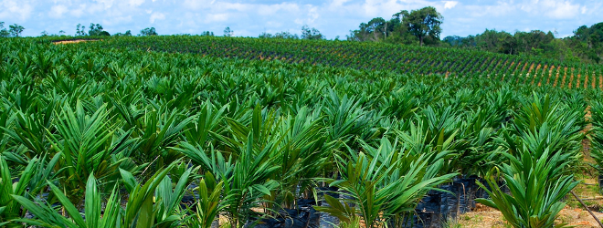 Palm Oil Producer in Ghana Looking for a Business Loan to Expand