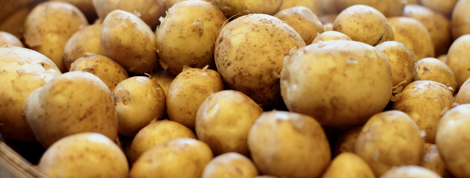 Potatoes - Farming Project in Sudan