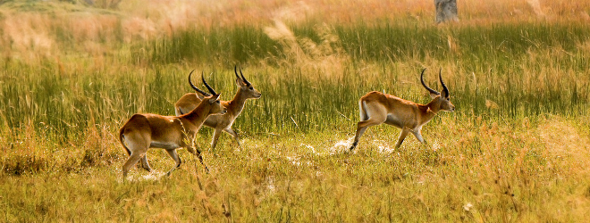 JV Offer by an Investment Company Specializing in Exotic Game Species Rare Game Species Investment Opportunity in South Africa
