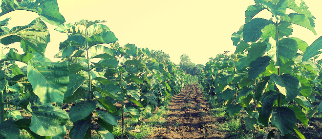 Teak Plantation in India