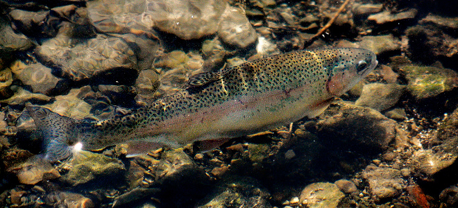 Trout Farm Project