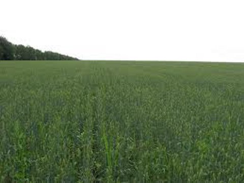 Agricultural Land and Farm in Ukraine for Sale Picture of the sown fields