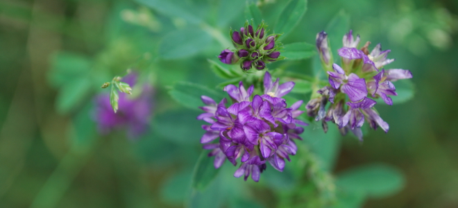 Invest in Irrigated Lucerne Production in Southern Africa