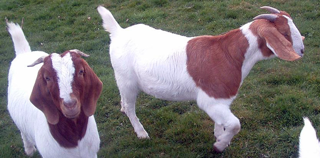 An Established Farm Requires Funding for Boer Goat Project