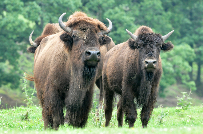 Buffalo Milk Production and Distribution with Good Returns Invest in Buffalo Milk Production in India
