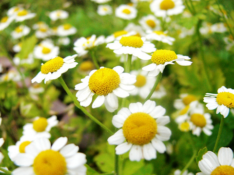 Investment Opportunity in Cultivation and Extraction of Camomile Camomiles