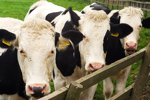 3 Holstein Friesian Cows