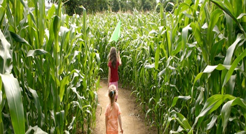 Corn farm in Northern Cameroon seeks for an investor