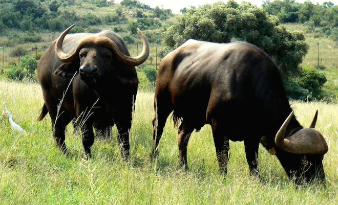 Investors are needed for a buffalo farm in India
