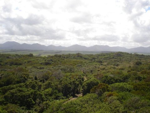 Picture of Forest Area in South Africa