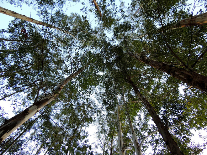 Double Your Investment in 4 Years from Eucalyptus Farming Double Your Investment in 4 Years from Eucalyptus Farming