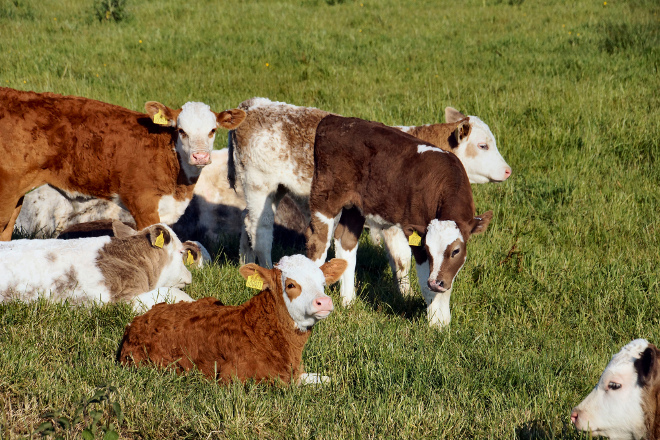 Greentech Cow-Dung-to-Wealth Project in India Invest in Greentech Cow-Dung-To-Wealth Project in India