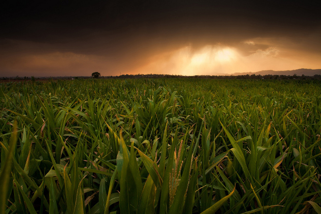 Equity Investment in Integrated Farming Operation