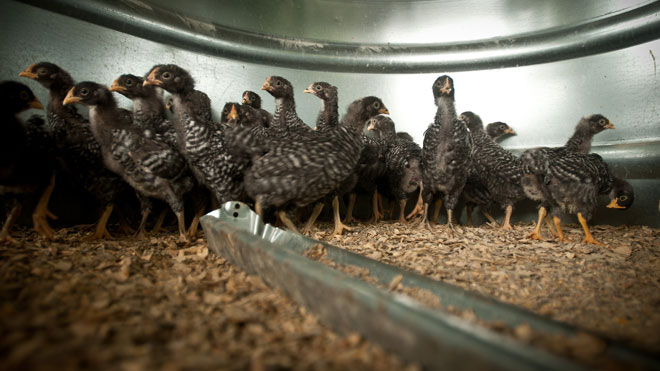 Investment Proposal for a Poultry Farm in Cameroon, West Africa Investment Proposal for a Poultry Farm in Cameroon, West Africa