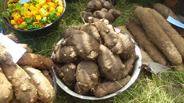 Investors Needed for Agriculture Industrial Farming Production Investors are needed for Cameroon Agriculture