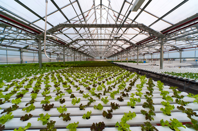 Investor for Hydroponics Agriculture Project in the Philippines