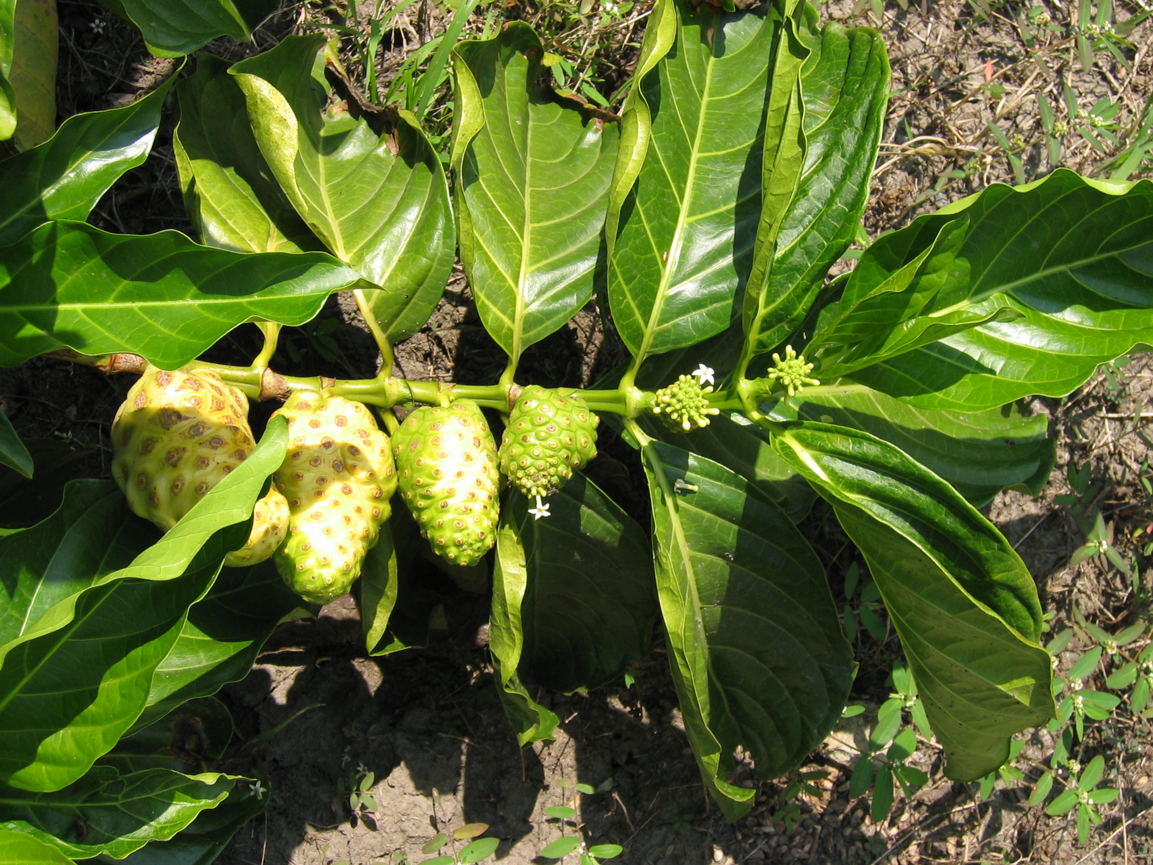 Noni fruits image.