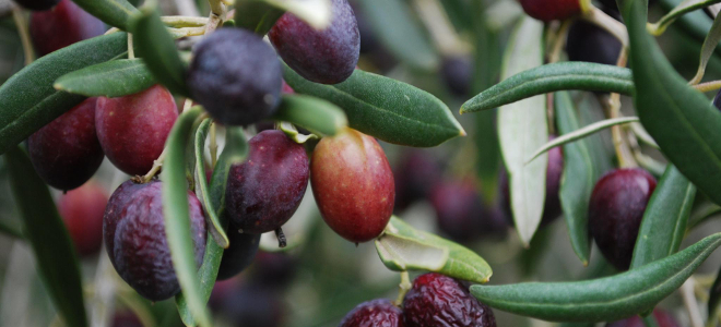 Invest in Olive Cultivation Project in Rajasthan, India