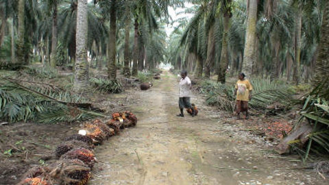 Workers on a palm-oil field