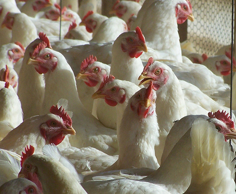 Picture of Chickens in a Farm