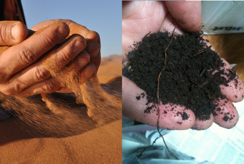 Transfer sand into fertile oil