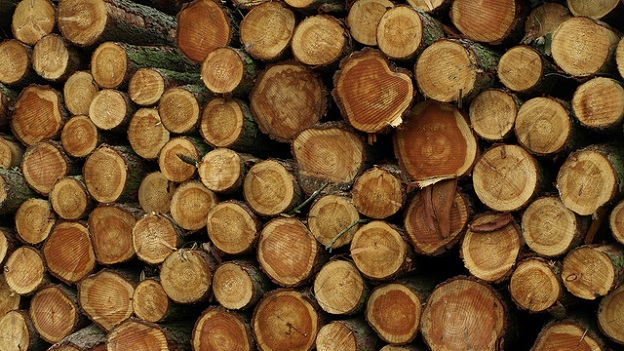 Timber Logs