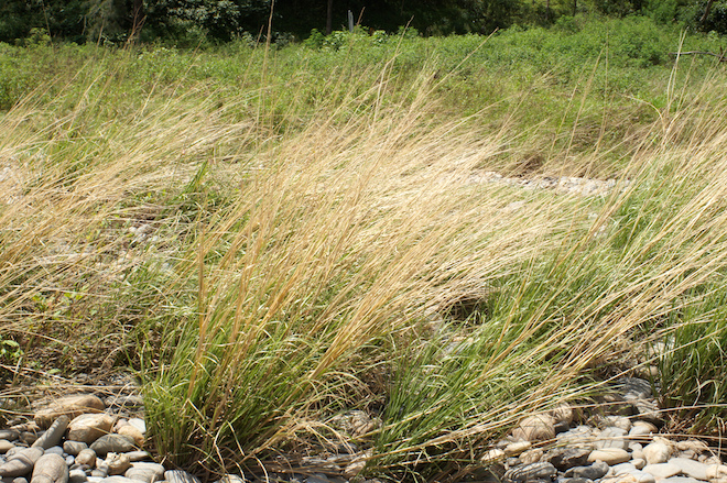 Vetiver plant